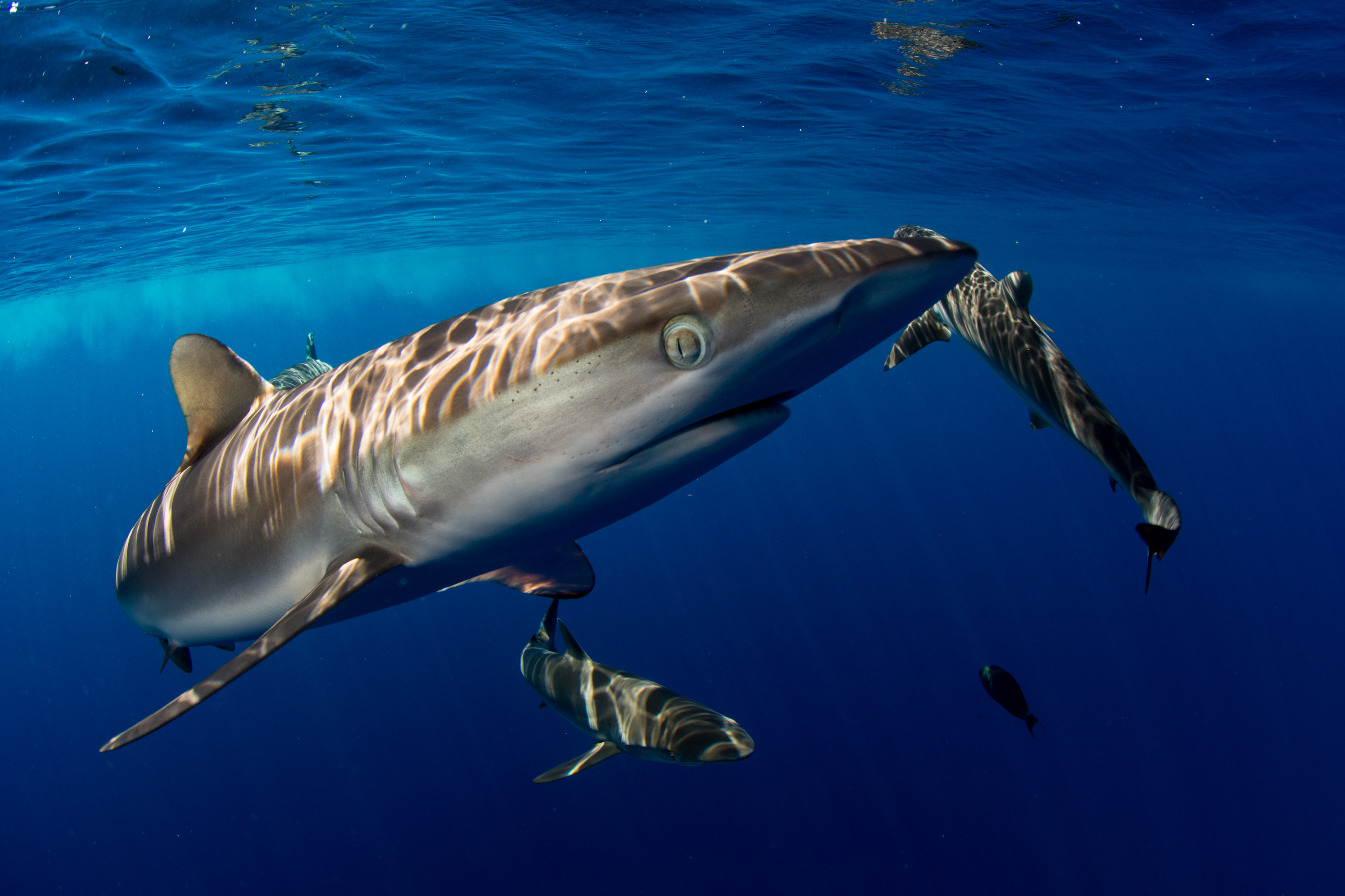 marsa shagra shark